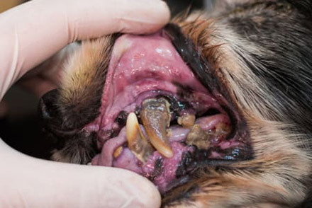 Dental Diseases in Cats & Dogs