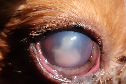corneal ulcers in dogs and cats